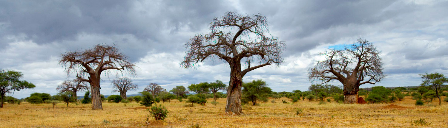 Tarangire National Park Tanzania Safari Barking Zebra Tours