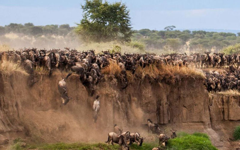 [Image: serengeti-spectacular-safari.jpg]