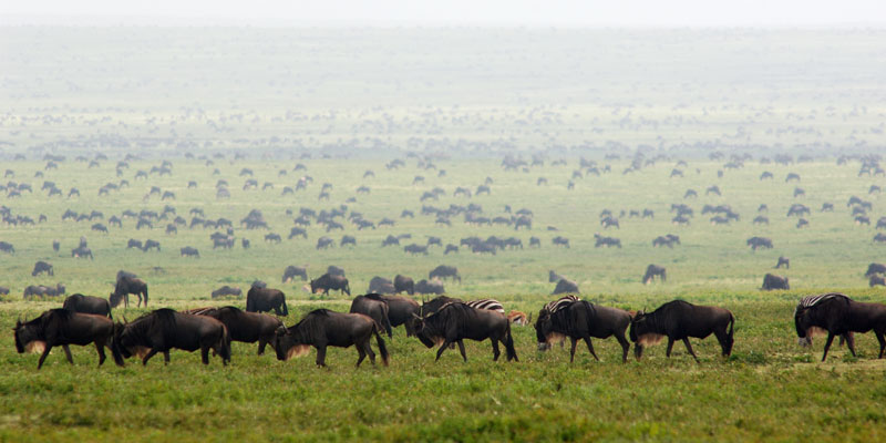 Serengeti Migration In The Southern Serengeti Serengeti Migration in the Serengeti National Park