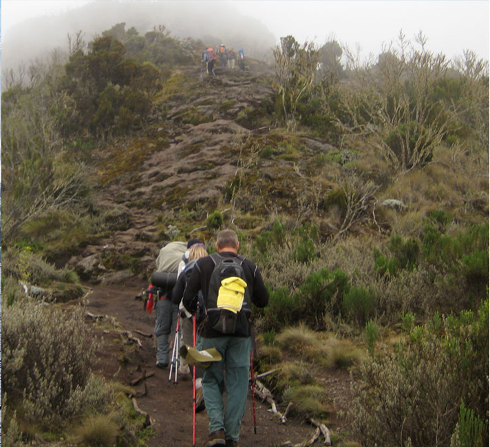 Kilimanjaro Heath Zone Kilimanjaro Climate Zones Heath