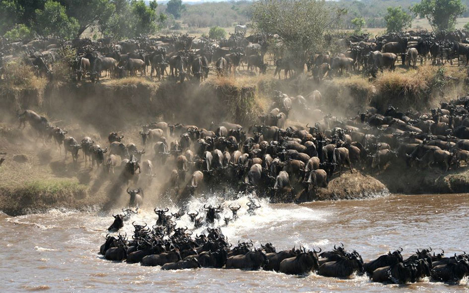 Migration River Crossing Great Migration Crossing A River In The Serengeti