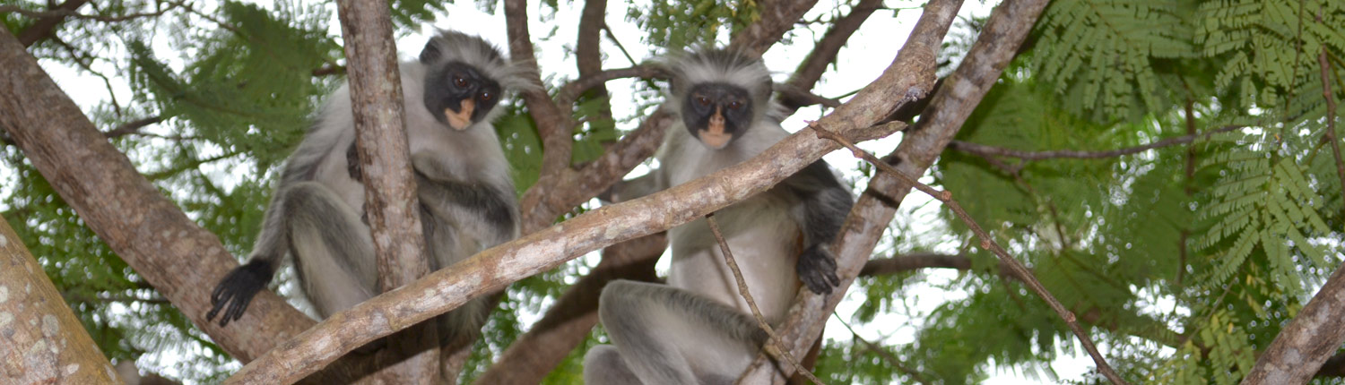 two red colobus monkeys in the tree