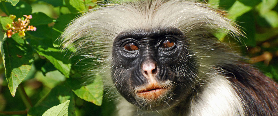 dansk Klasseværelse fup Red Colobus Monkey Jozani Forest Zanzibar | The Endemic Zanzibar Monkey