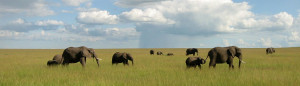 herd of elephants roaming in the northern serengeti