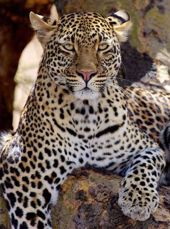 Leopard In The Tree Wild Leopard On Tanzania Safari