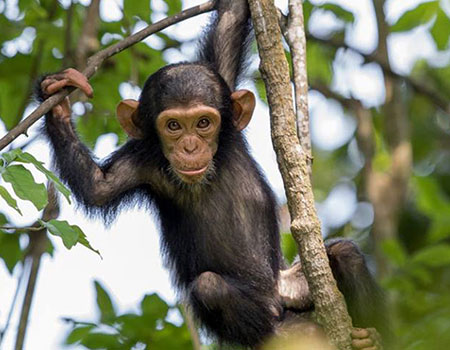 Baby Chimp in Mahale Mountains Baby Chimp Mahale Mountains Tanzania