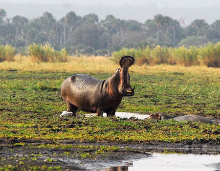 Hippo in Katavi National Park Safari in Katavi