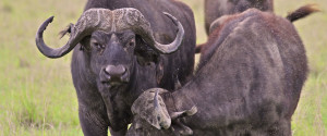 Cape Buffalo on African Safari