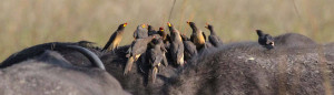 Red-billed oxpeckers sitting on the buffalo