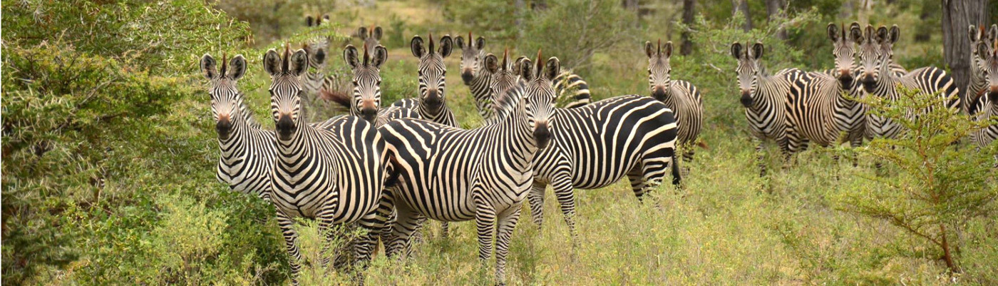 do-zebra-bark-1400x401.jpg
