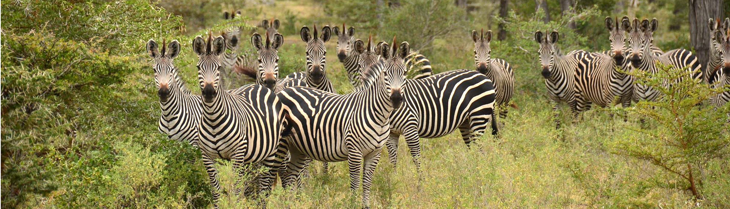 Dazzle of zebras in Selous