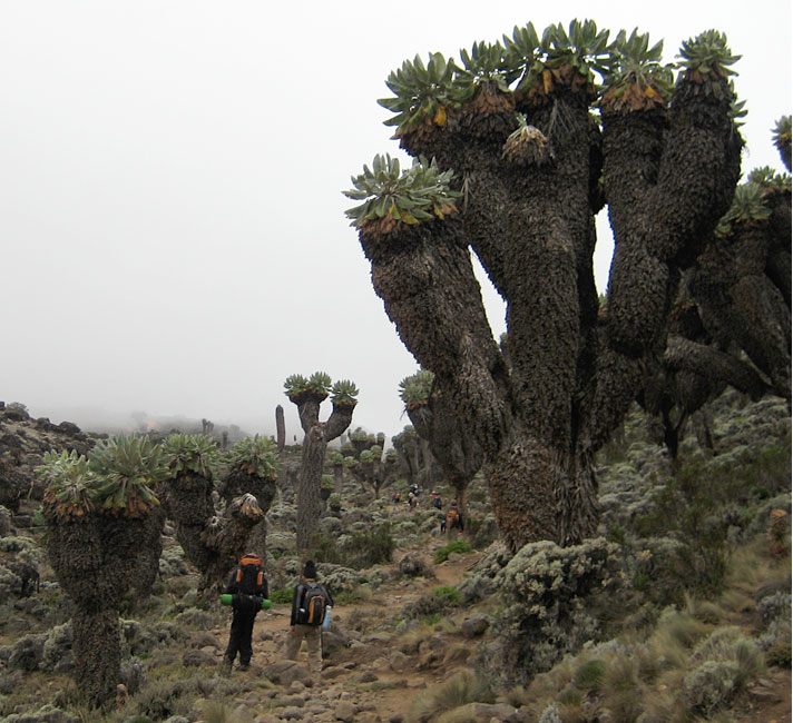 Kilimanjaro Moorland Kilimanjaro Climate Zones Moorland
