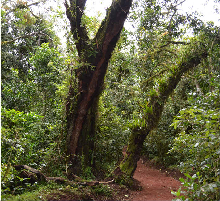 Kilimanjaro Rain Forest Kilimanjaro Climate Zones Rain Forest