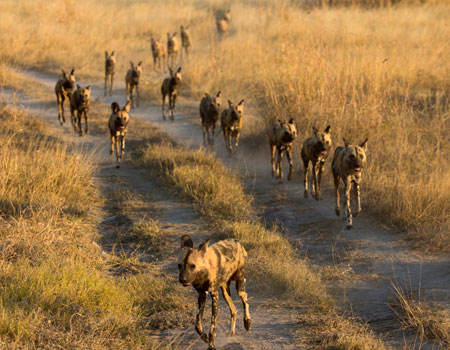 African Wild Dogs In Ruaha National Park Wild Dogs in Ruaha Tanzania