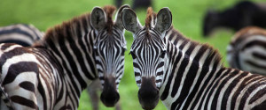 two zebra on African safari