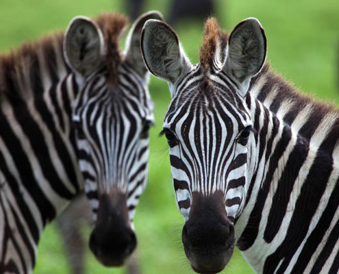 two zebra on African safari