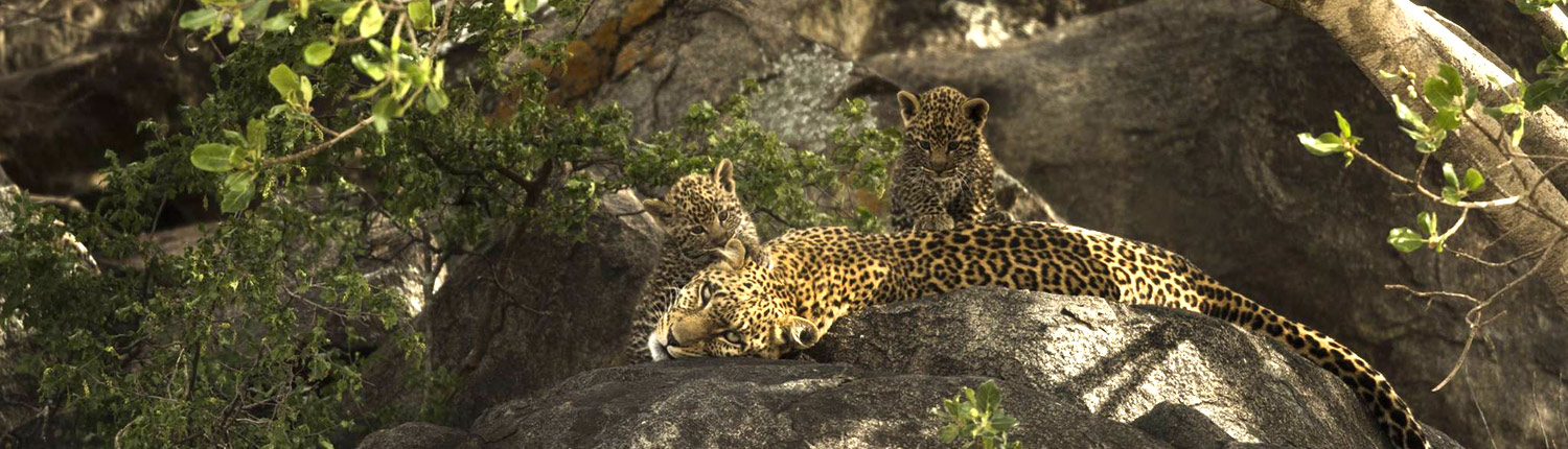 leopard and her babies relaxing on the rock