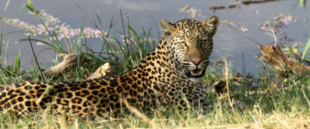 How Do Leopards Hunt - Barking Zebra Tours