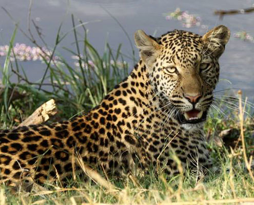 leopard lying next to the river