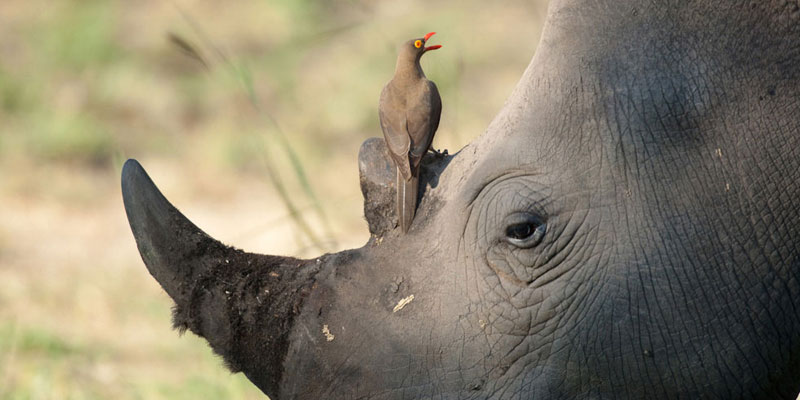 oxpecker cleaning rhino