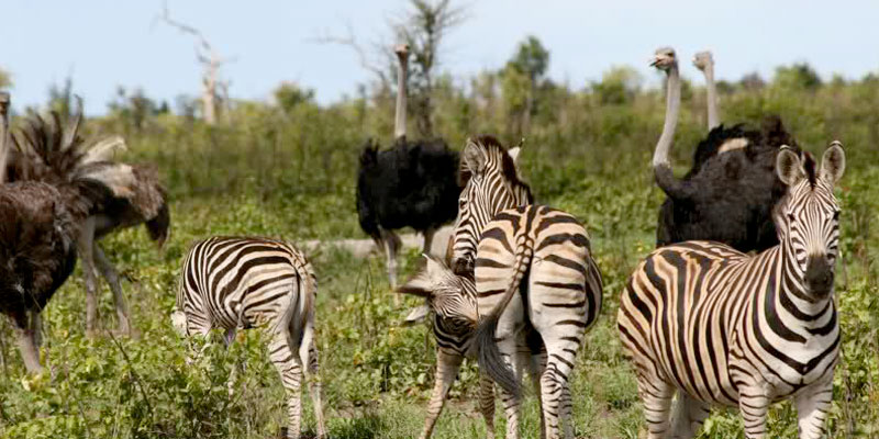 symbiotic relationship between zebra and ostriches in the wild