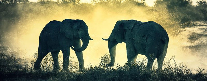 two african elephants fighting