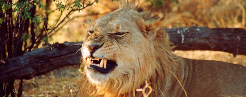 african lion showing his teeth