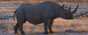 african rhino on safari
