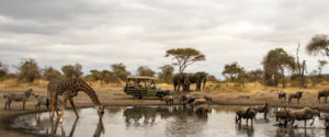 Driving Safari in Lake Manyara