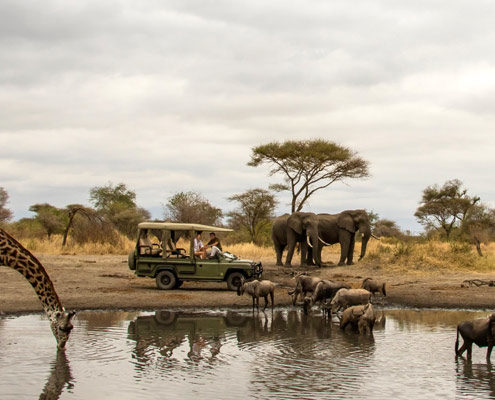 Driving Safari in Lake Manyara