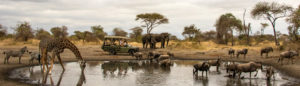 Safari in Lake Manyara