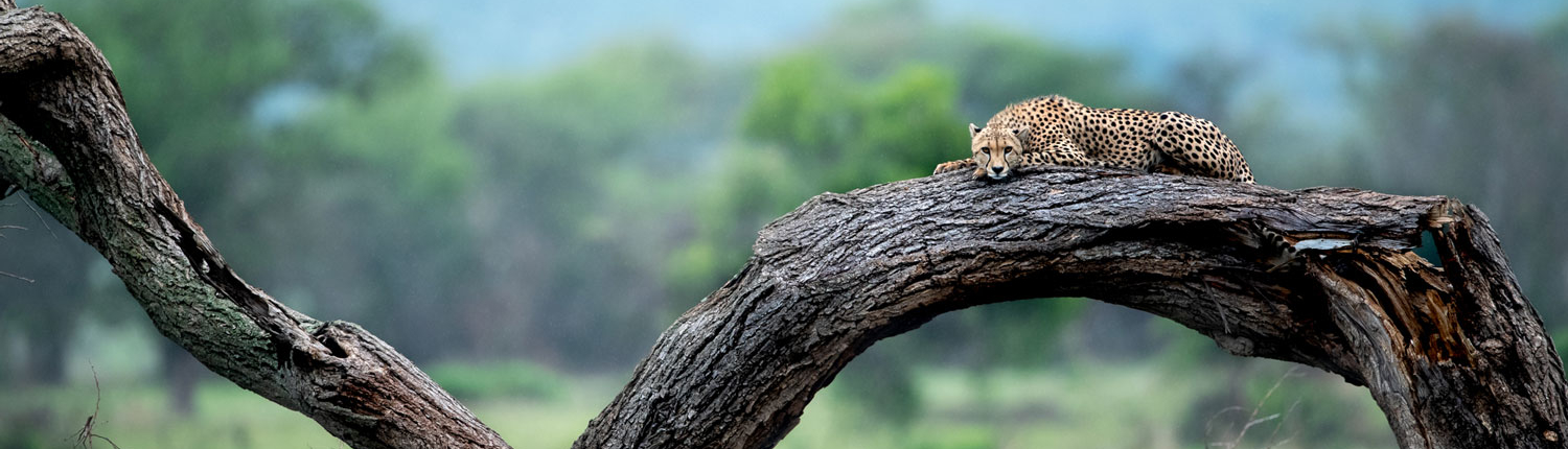 Cheetah Relaxing on The Tree Branch
